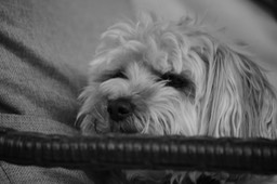 DSC_0460.jpg