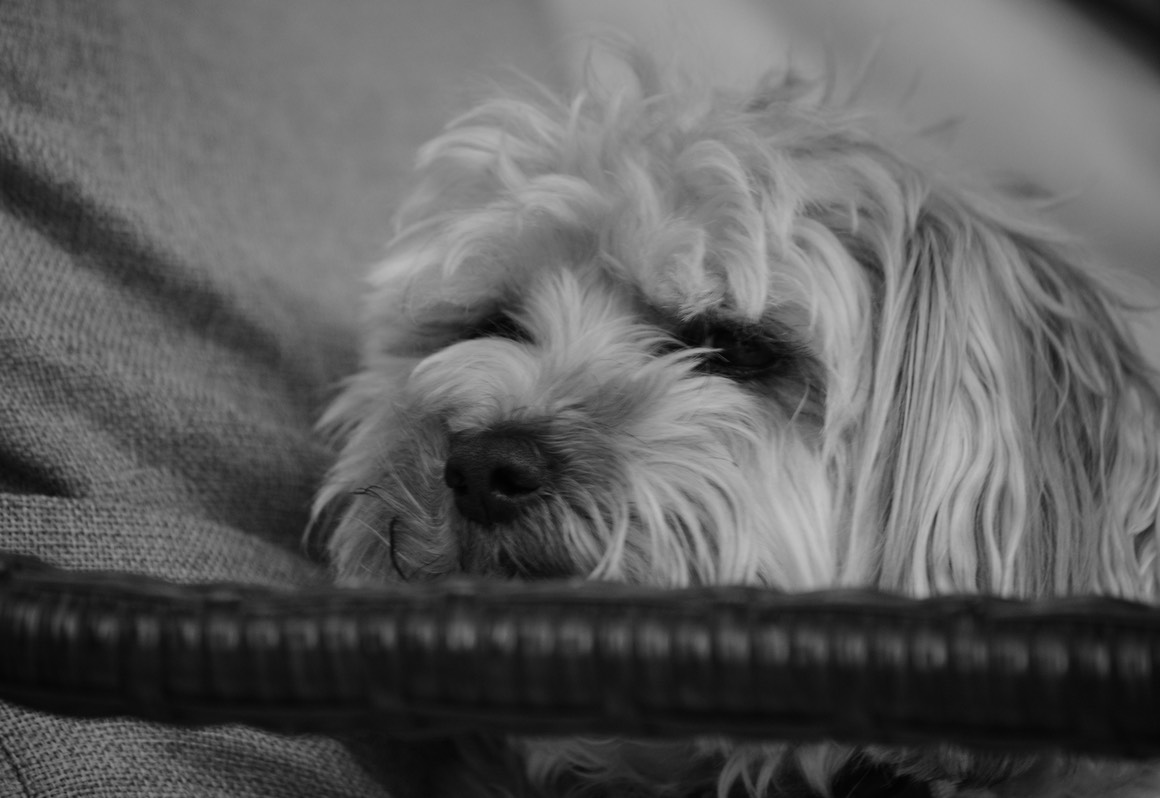 DSC_0460.jpg