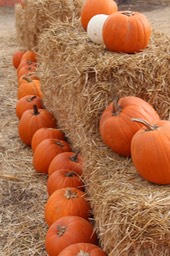IMG_8748.jpg