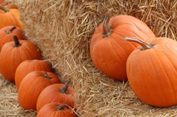 IMG_8749.jpg