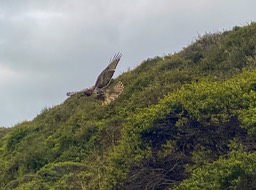 IMG_6105
