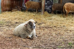 IMG_6961