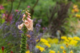 IMG_8870