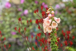 IMG_8873