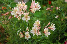 IMG_8874
