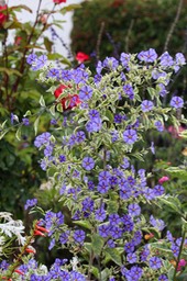 IMG_8875