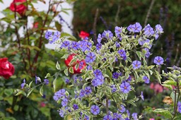 IMG_8876