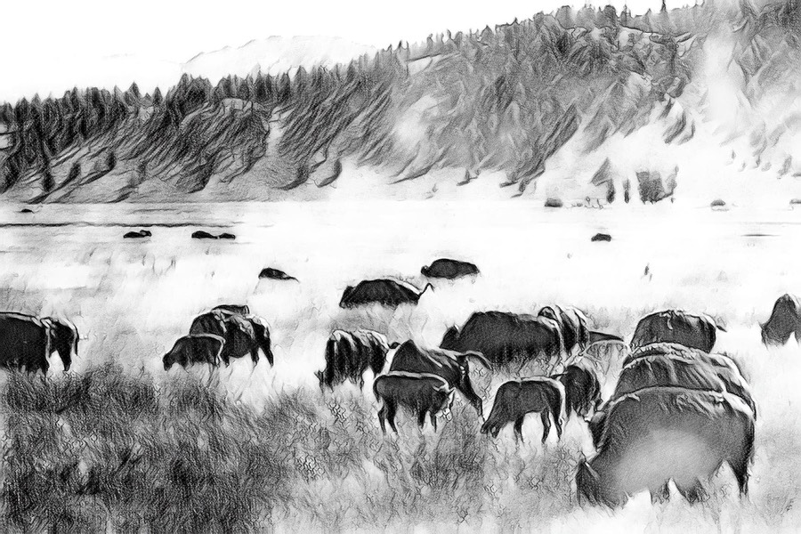 buffalo1