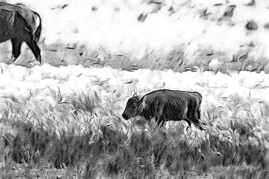 calf