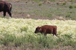 IMG_8403.jpg