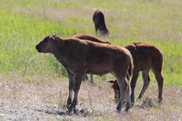 IMG_8517.jpg