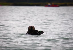 otter11