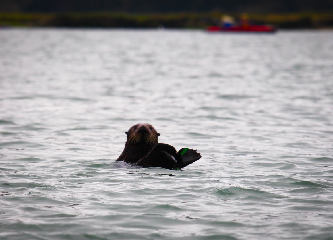 otter11