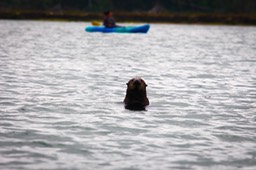 otter12