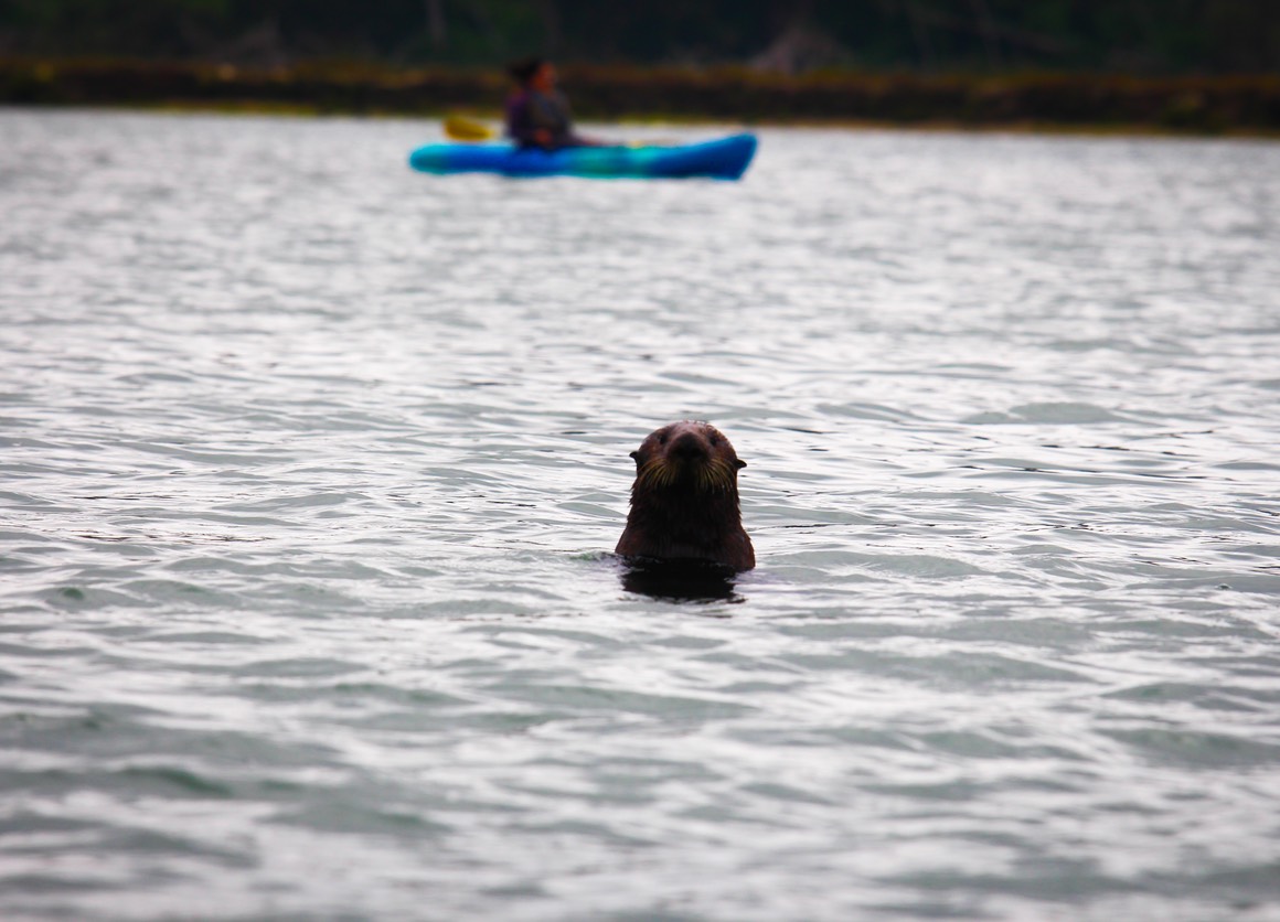 otter12
