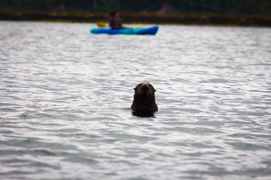 otter12