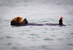otter13