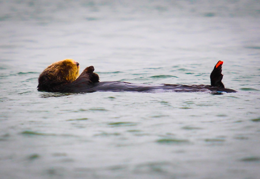 otter13