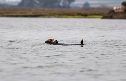otter14