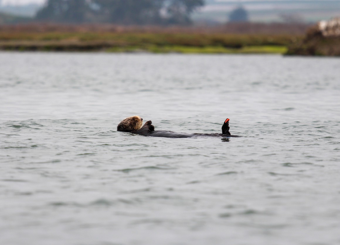 otter14