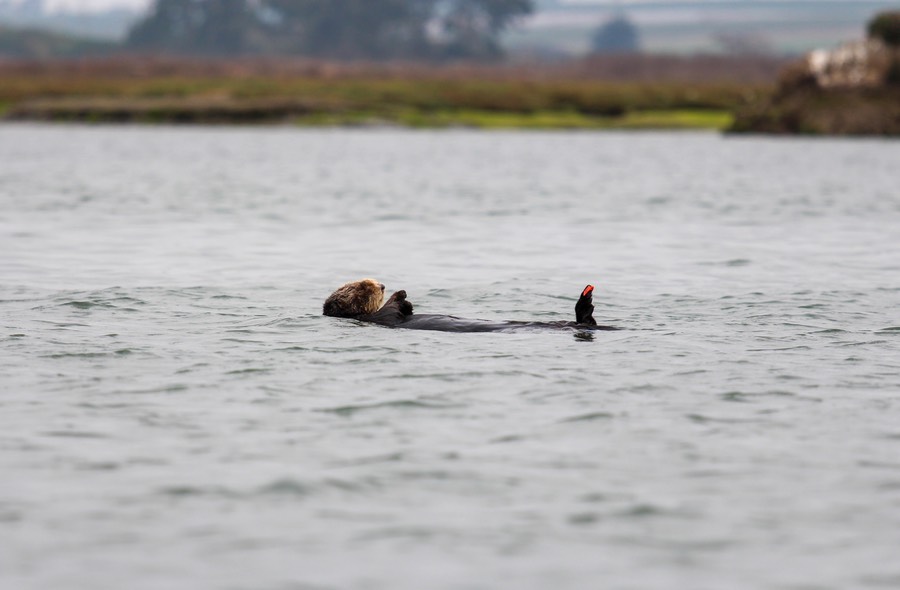 otter14