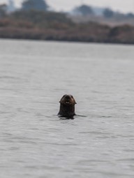 otter15
