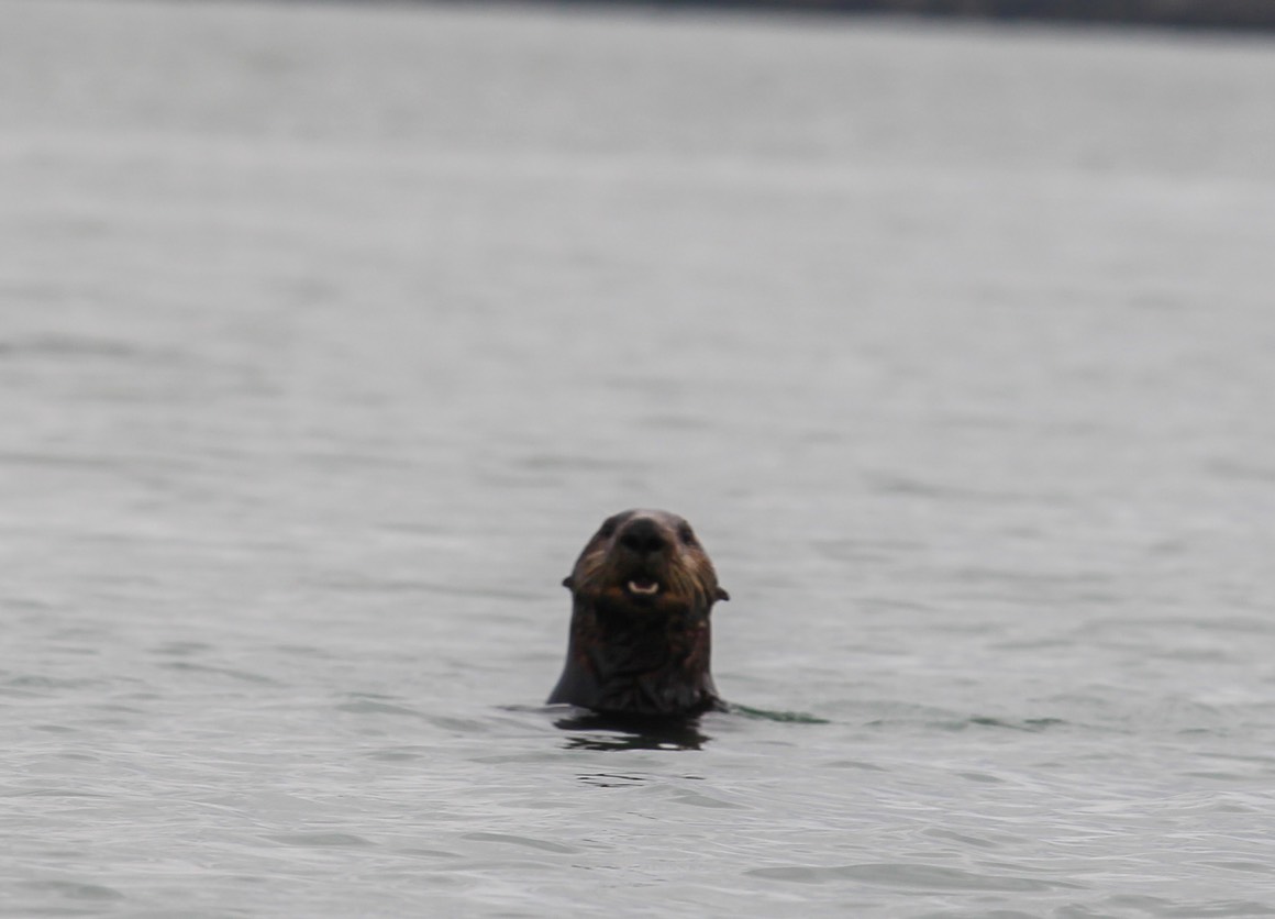 otter15
