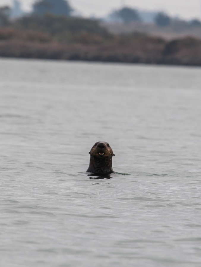 otter15