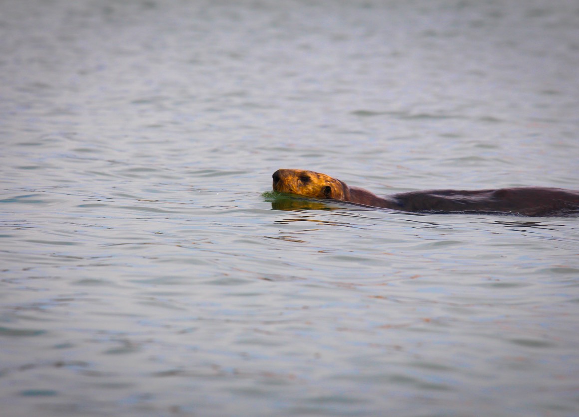 otter16