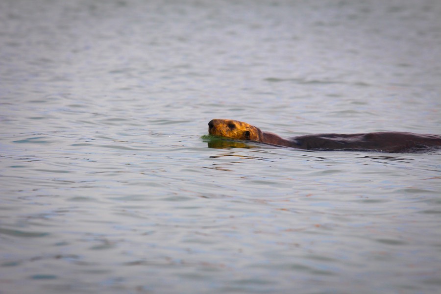 otter16