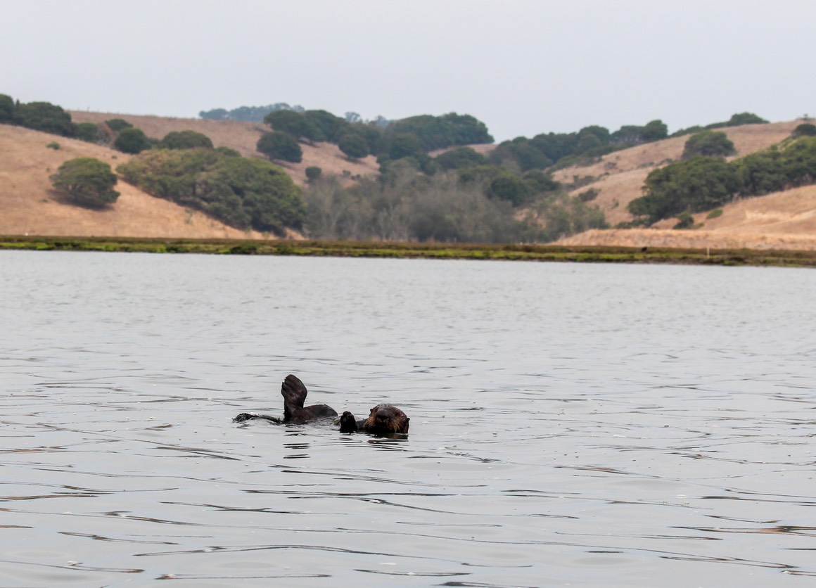 otter18