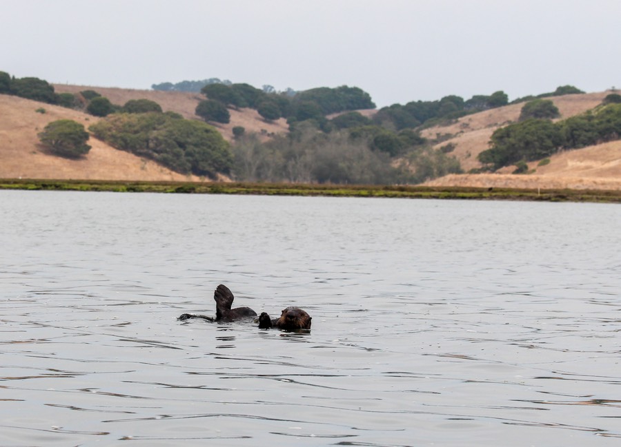 otter18