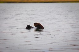 otter19