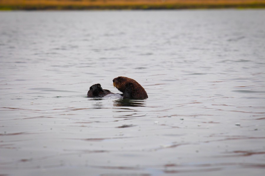 otter19