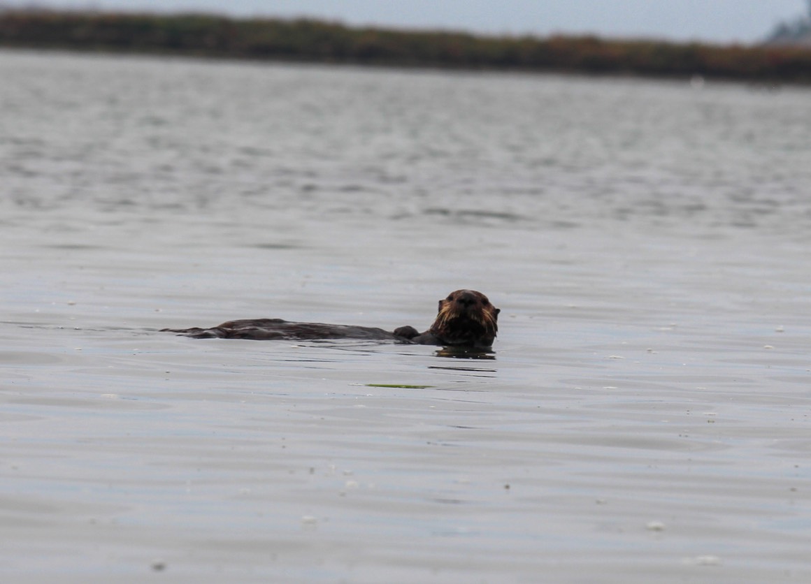 otter20