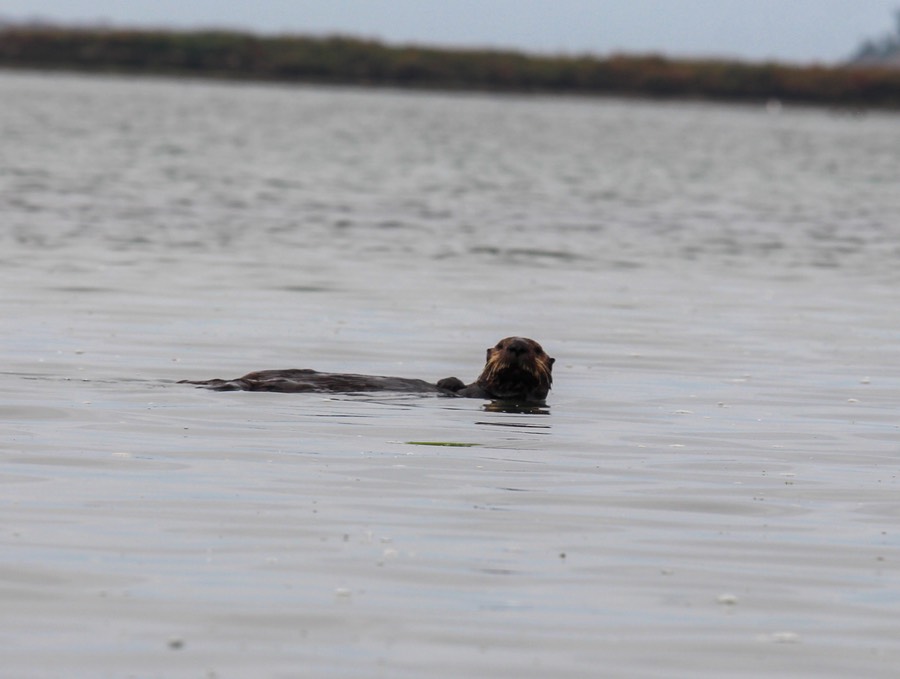 otter20