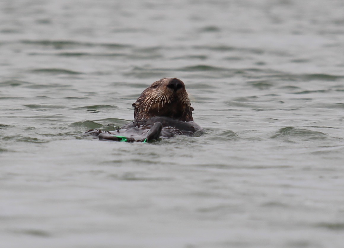 otter22
