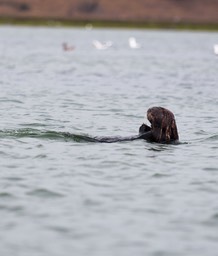 otter26