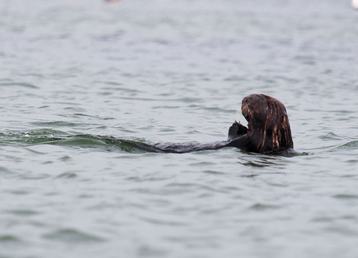 otter26