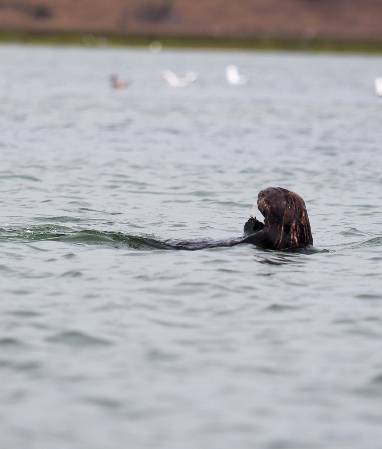 otter26