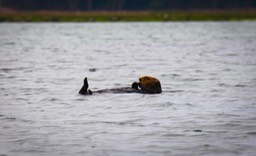 otter30