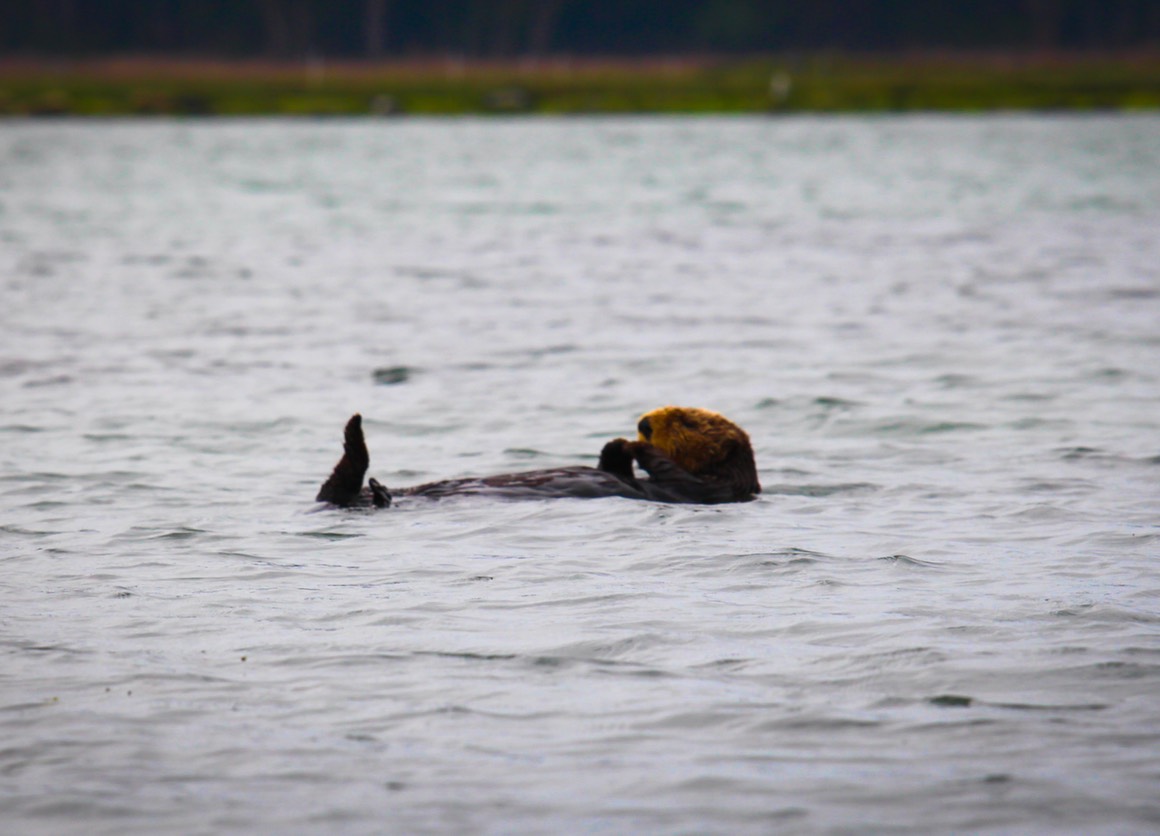 otter30