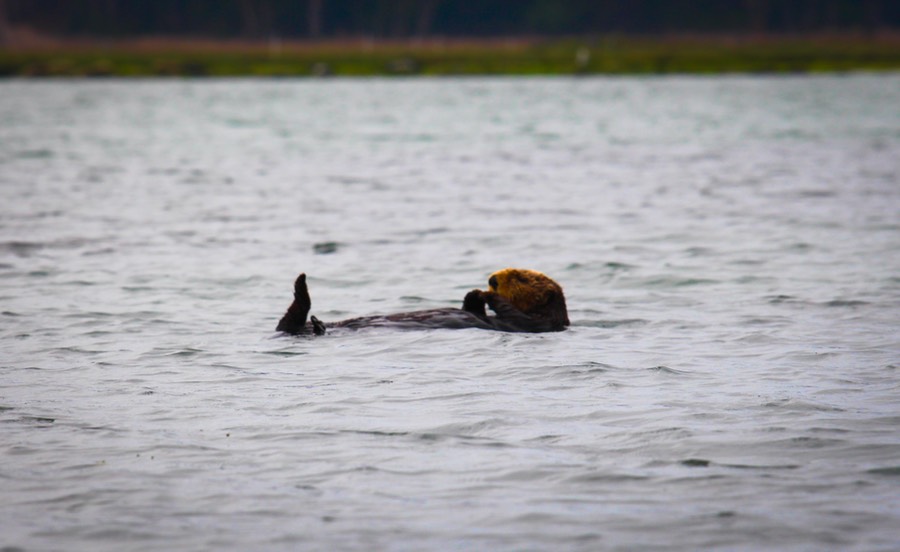 otter30