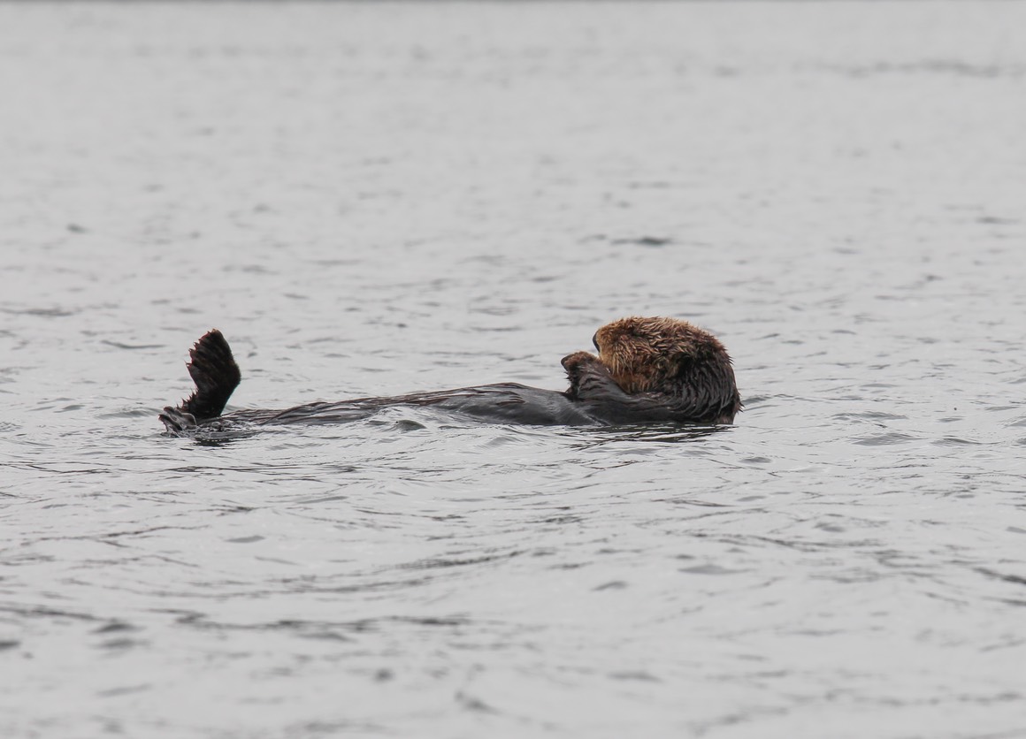 otter31