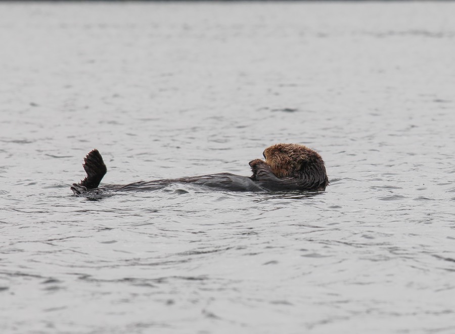 otter31