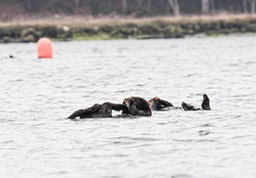otter32