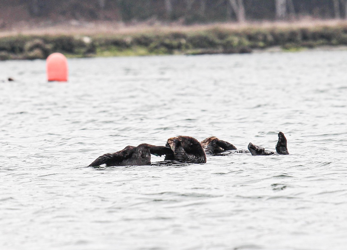 otter32
