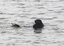 otter36