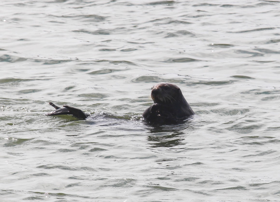 otter36