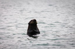 otter6